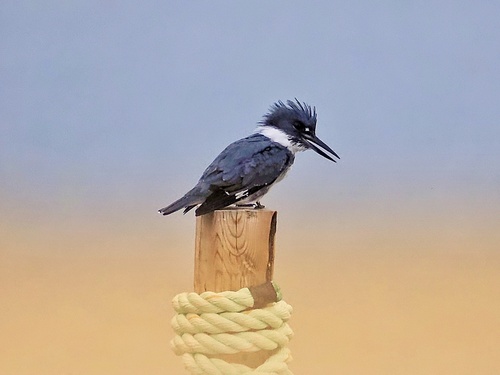 Belted Kingfisher