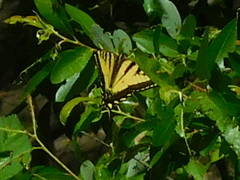 Papilio rutulus