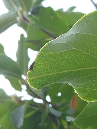 Asian Lady Beetle