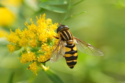 Narrow-headed Marsh Fly