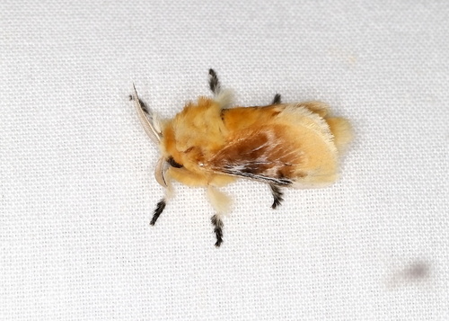 Southern Flannel Moth