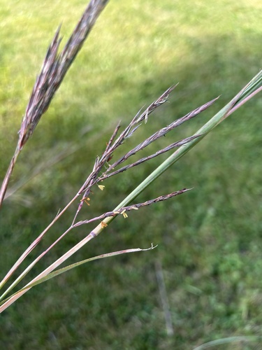 big bluestem