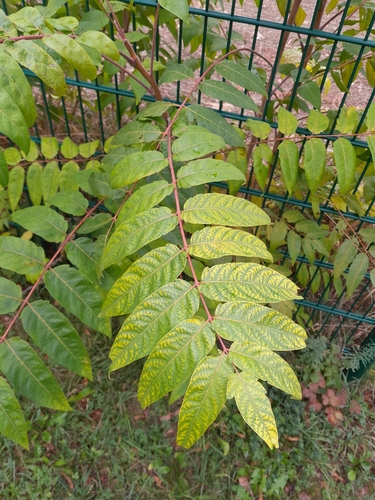 tree-of-heaven