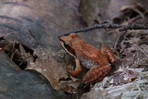 Wood Frog