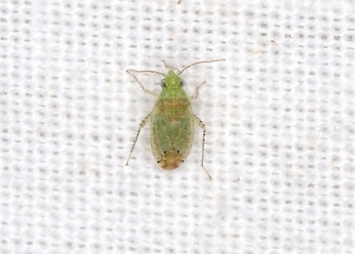 Cotton Fleahopper