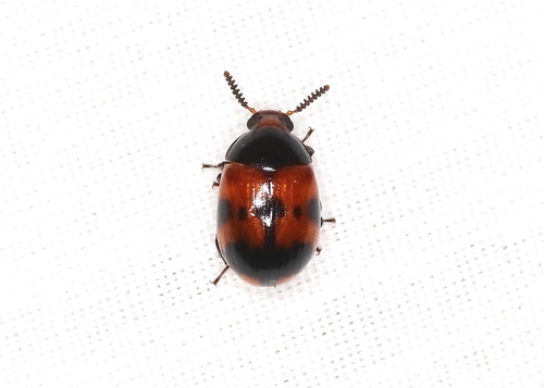 Five-spotted Diaperis