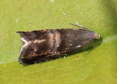 Strophedra nitidana