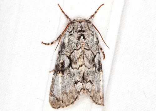 Laugher Moth