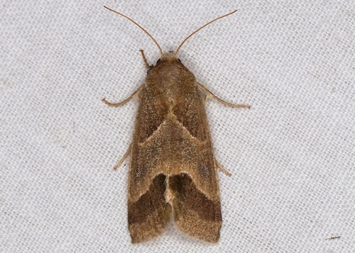 Slender Flower Moth