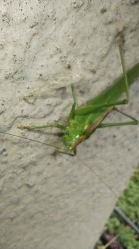Great Green Bush-cricket
