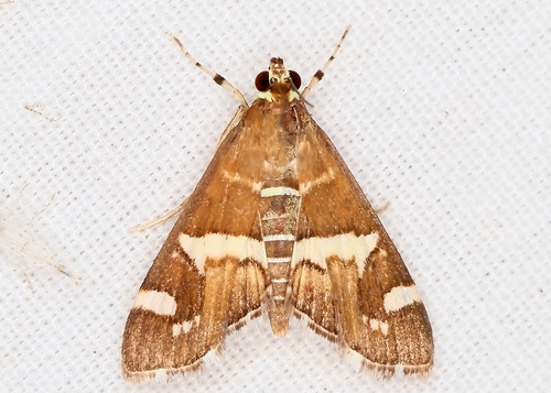 Hawaiian Beet Webworm Moth