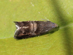 Strophedra nitidana