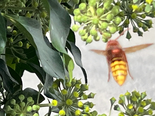 European Hornet