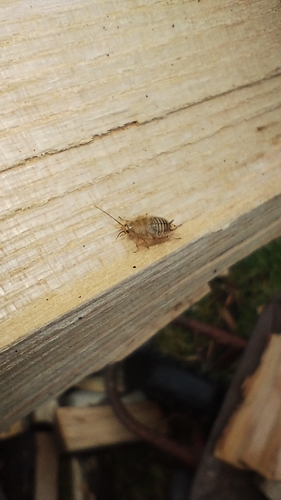 Dusky Cockroach