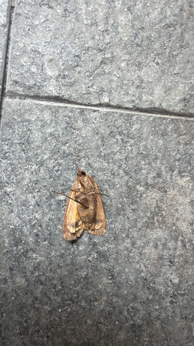 Large Yellow Underwing