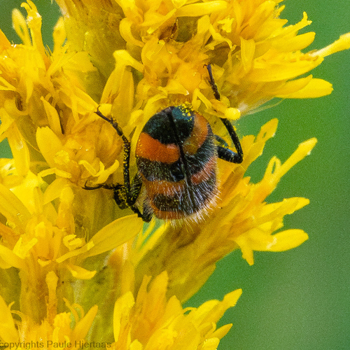 Red-blue Checkered Beetle