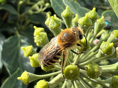 Ivy Cellophane Bee