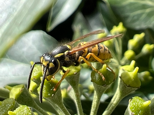 German Yellowjacket