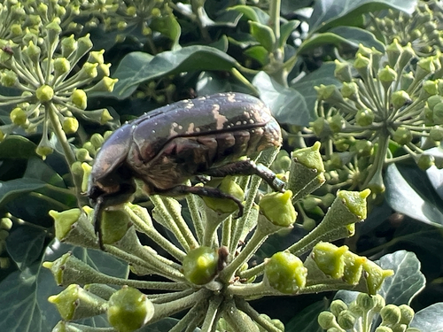 Copper Chafer