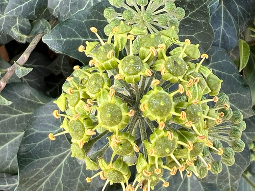 common ivy