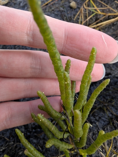 Salicornia europaea, photograph 2