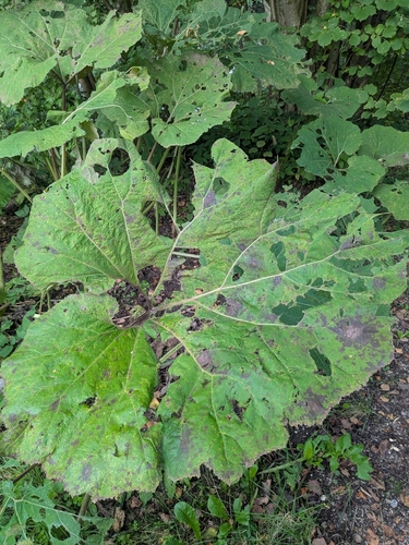 Common Butterbur
