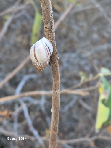 Striped Rabdotus Snail