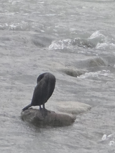 Great Cormorant