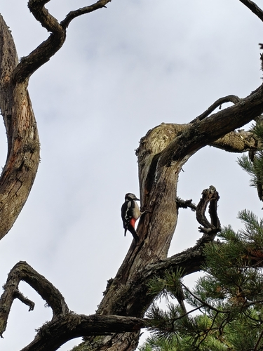 Great Spotted Woodpecker