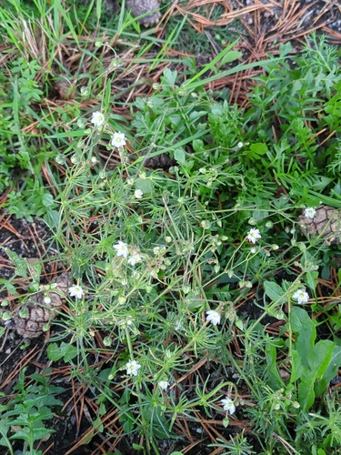 Corn spurrey