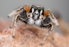 Habronattus clypeatus
