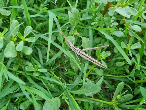 Mediterranean Slant-faced Grasshopper