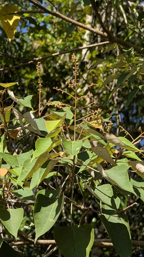 Mallotus paniculatus, photograph 3