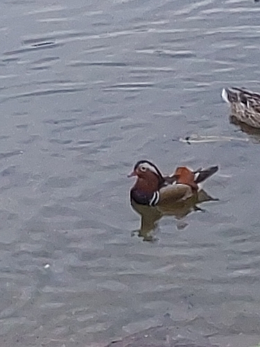 Mandarin Duck