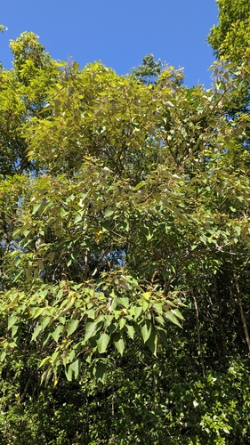 Mallotus paniculatus, photograph 4