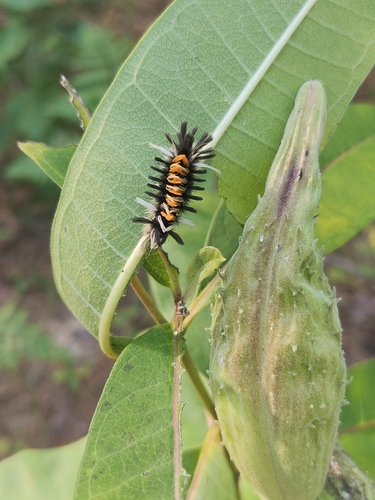 Milkweed Tussock Moth