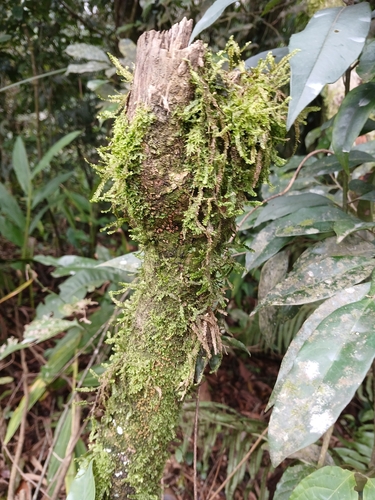 Neckeropsis disticha observed 2026-09-17