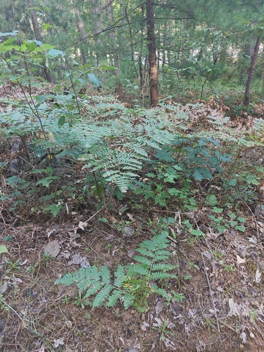 common bracken