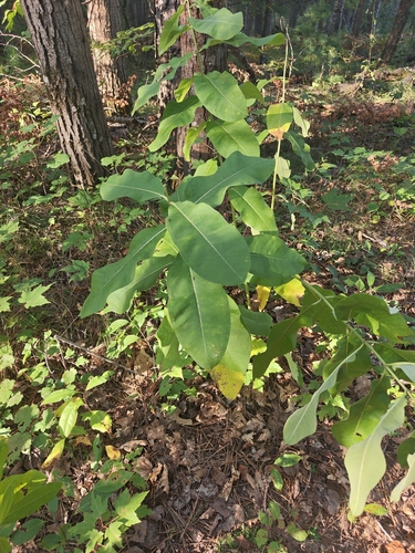 common milkweed