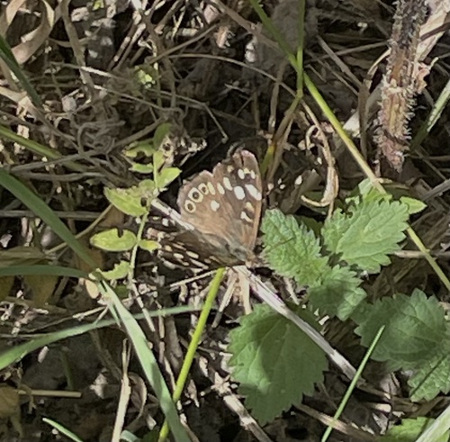 Speckled Wood