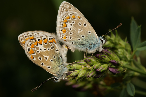 Common Blue