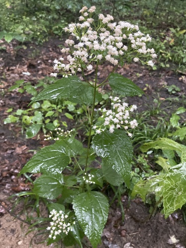 white snakeroot