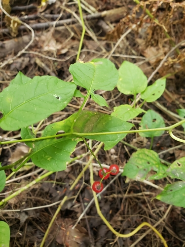 bittersweet nightshade