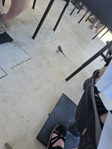 White Wagtail