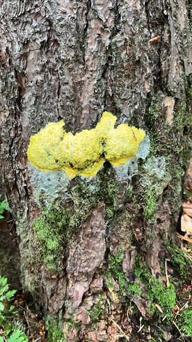 Dog Vomit Slime Mold