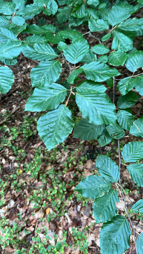European beech