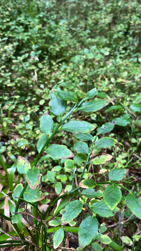 common bilberry
