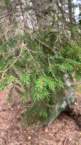 Norway spruce