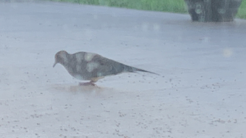 Mourning Dove