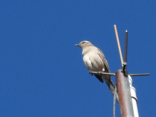 Chalk-browed Mockingbird